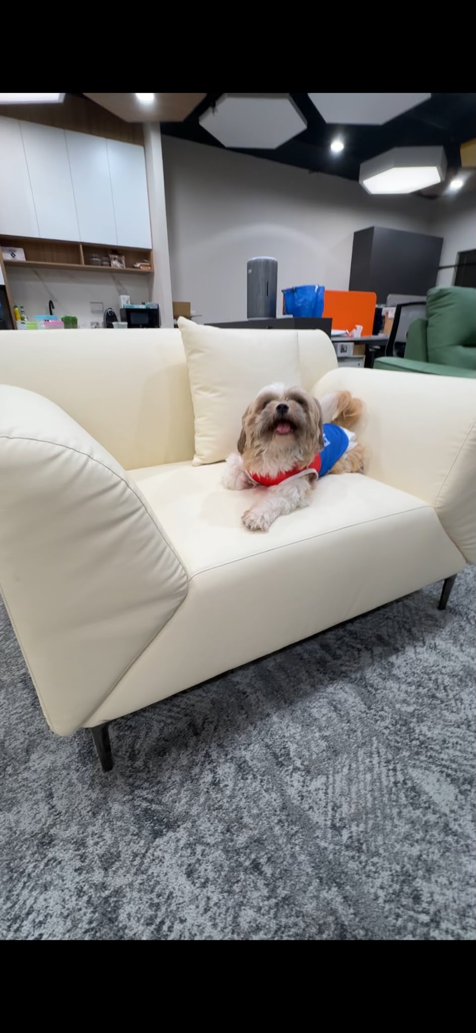 Small dog relaxing on the CloudSpan lounge chair